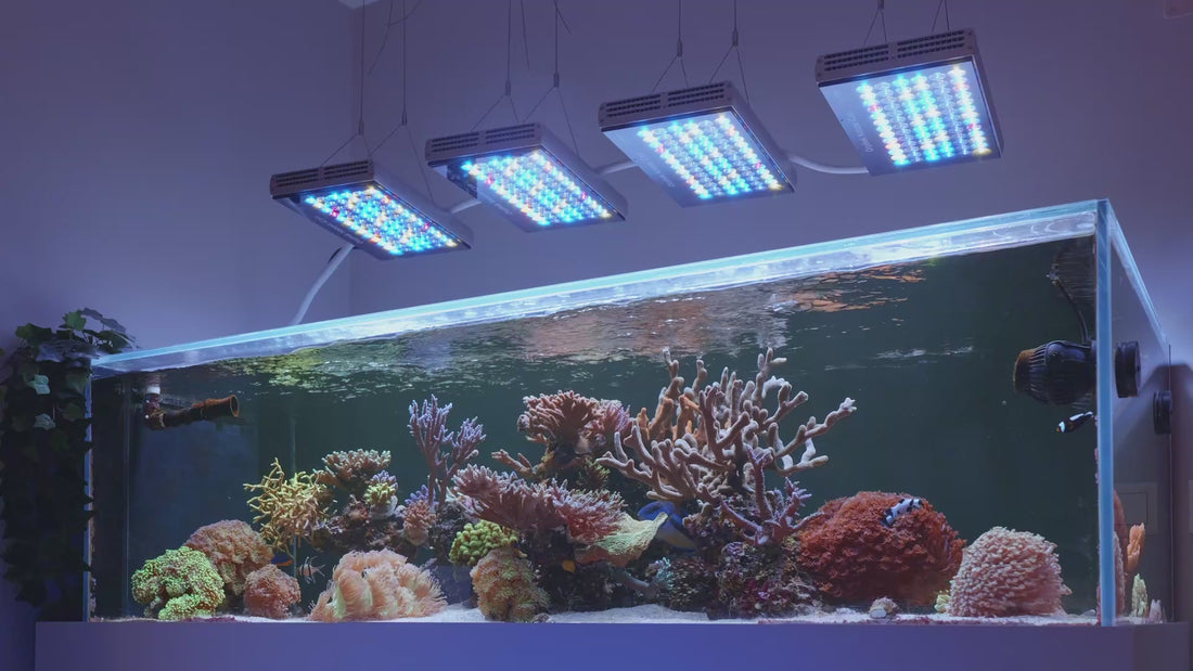 orphek aquarium led lighting the best reef aquarium lights for your tank