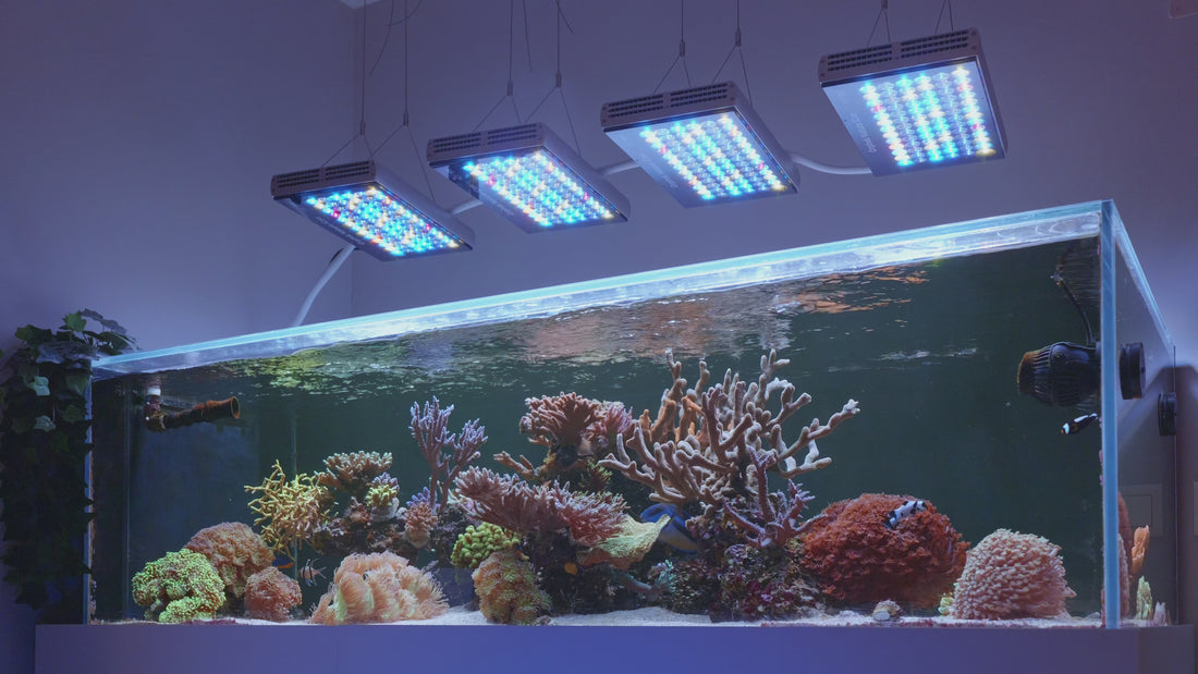 orphek aquarium led lighting