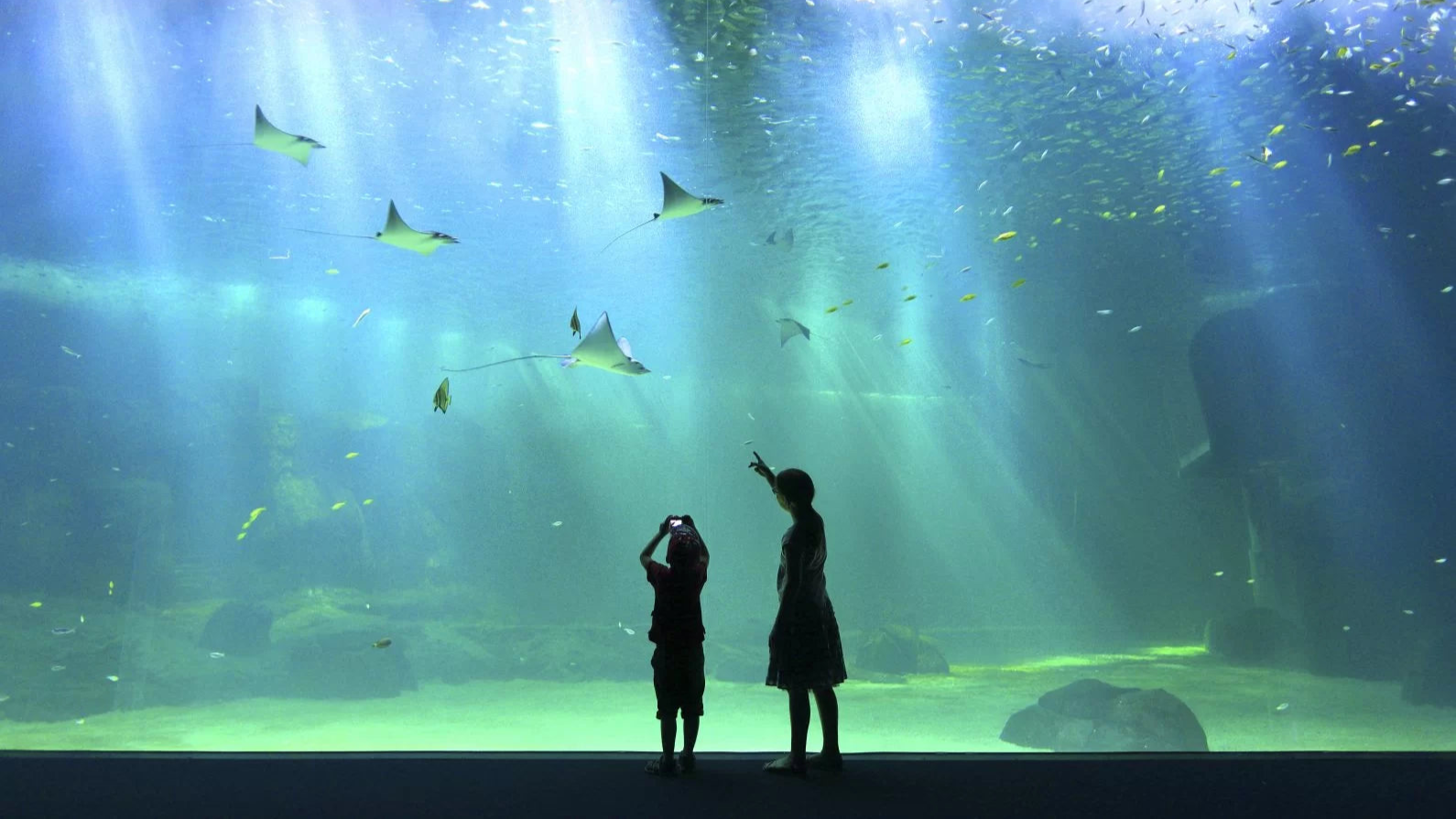 public-aquarium-LED-lighting-Orphek